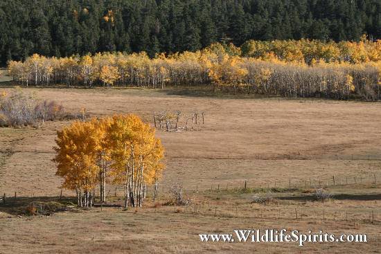 Click Picture to send as an  E-PostCard 58k 550x367
